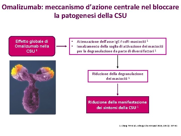Omalizumab: meccanismo d’azione centrale nel bloccare la patogenesi della CSU Effetto globale di Omalizumab