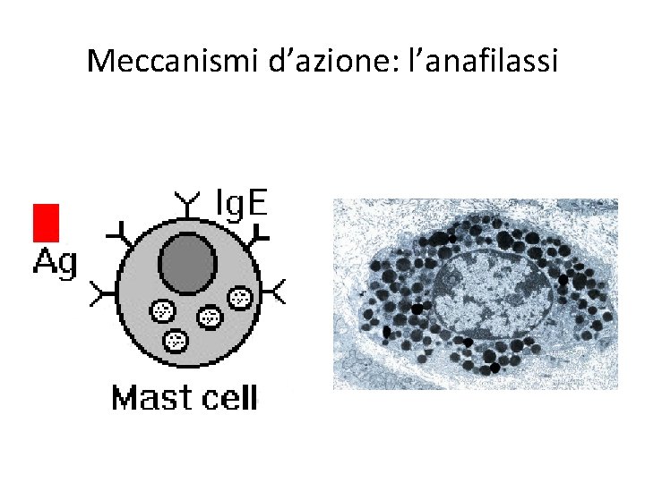 Meccanismi d’azione: l’anafilassi 
