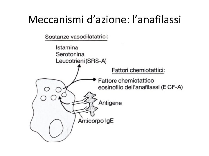 Meccanismi d’azione: l’anafilassi 