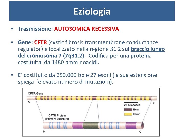 Eziologia • Trasmissione: AUTOSOMICA RECESSIVA • Gene: CFTR (cystic fibrosis transmembrane conductance regulator) è
