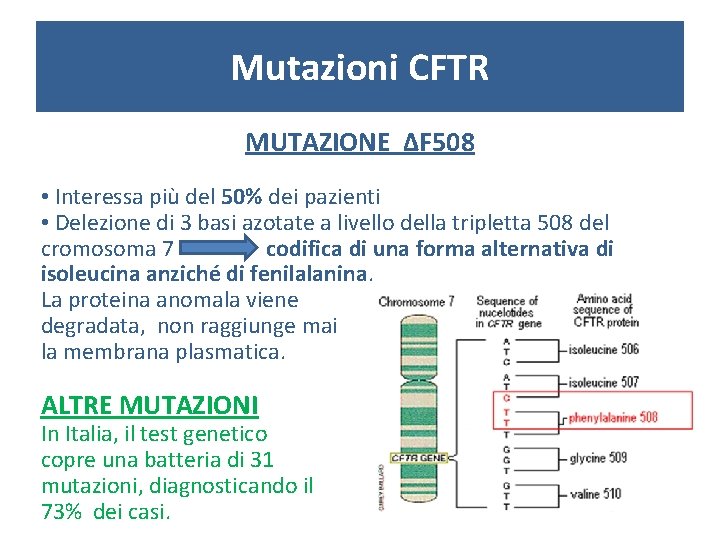 Mutazioni CFTR MUTAZIONE ΔF 508 • Interessa più del 50% dei pazienti • Delezione