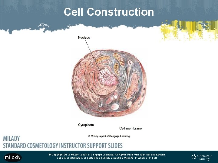 Cell Construction © Copyright 2012 Milady, a part of Cengage Learning. All Rights Reserved.
