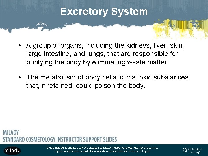 Excretory System • A group of organs, including the kidneys, liver, skin, large intestine,