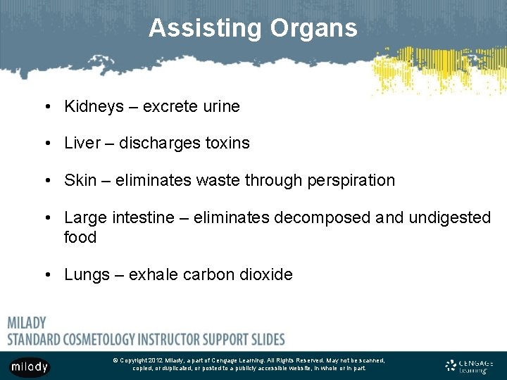 Assisting Organs • Kidneys – excrete urine • Liver – discharges toxins • Skin