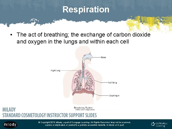 Respiration • The act of breathing; the exchange of carbon dioxide and oxygen in