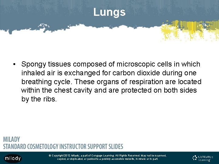 Lungs • Spongy tissues composed of microscopic cells in which inhaled air is exchanged