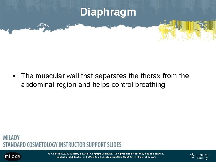 Diaphragm • The muscular wall that separates the thorax from the abdominal region and