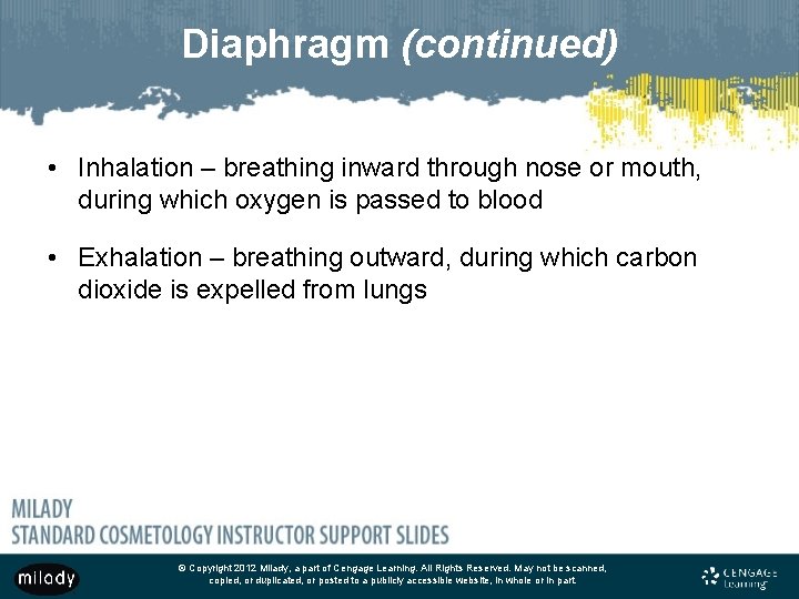 Diaphragm (continued) • Inhalation – breathing inward through nose or mouth, during which oxygen
