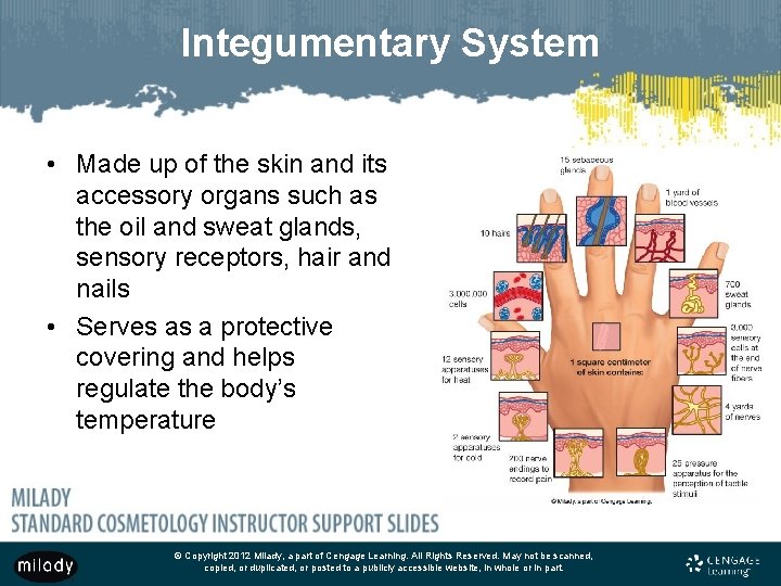 Integumentary System • Made up of the skin and its accessory organs such as