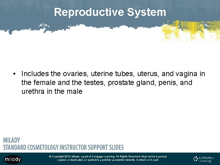 Reproductive System • Includes the ovaries, uterine tubes, uterus, and vagina in the female