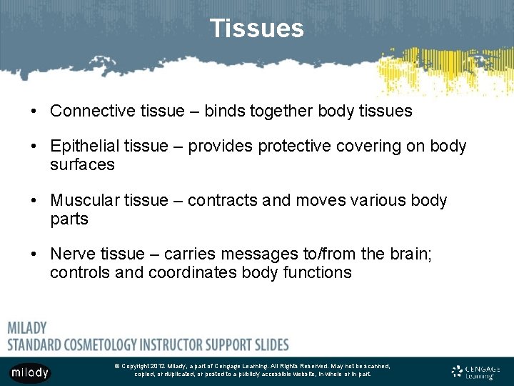 Tissues • Connective tissue – binds together body tissues • Epithelial tissue – provides