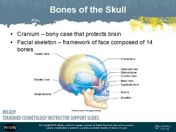 Bones of the Skull • Cranium – bony case that protects brain • Facial