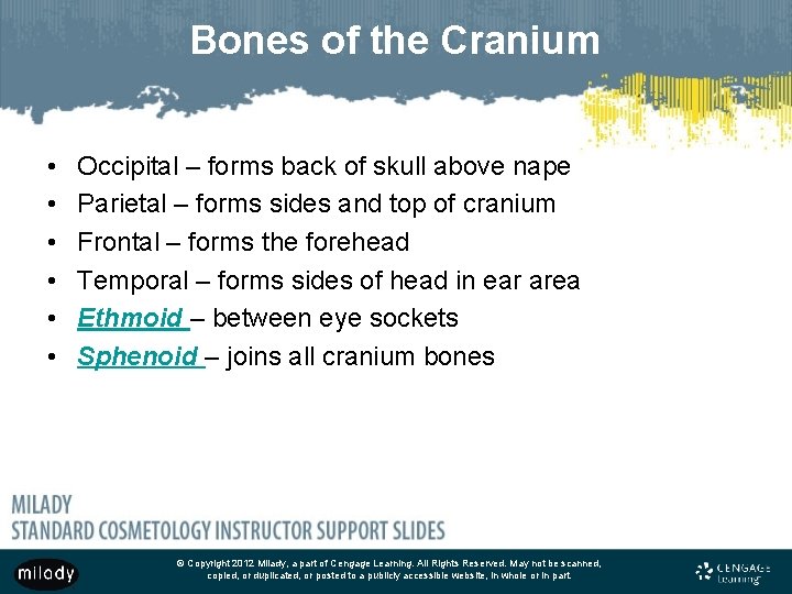 Bones of the Cranium • • • Occipital – forms back of skull above