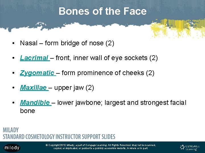 Bones of the Face • Nasal – form bridge of nose (2) • Lacrimal