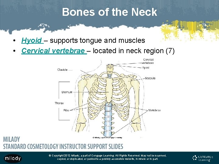 Bones of the Neck • Hyoid – supports tongue and muscles • Cervical vertebrae