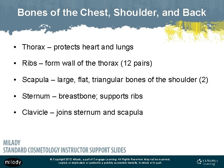Bones of the Chest, Shoulder, and Back • Thorax – protects heart and lungs