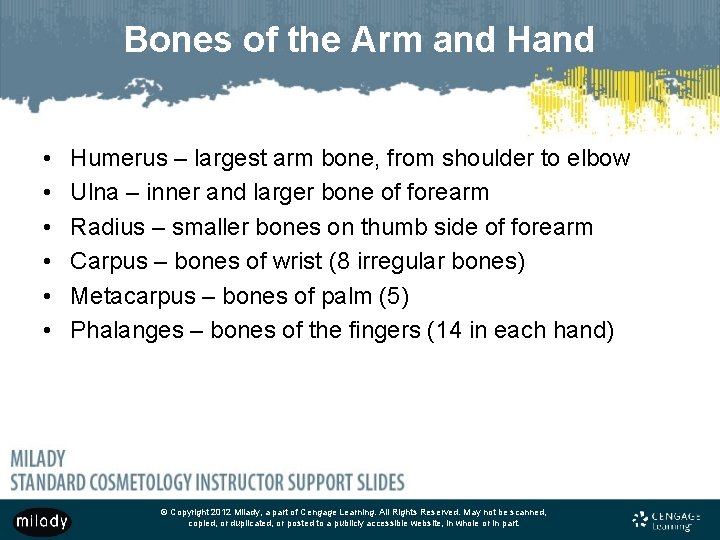 Bones of the Arm and Hand • • • Humerus – largest arm bone,