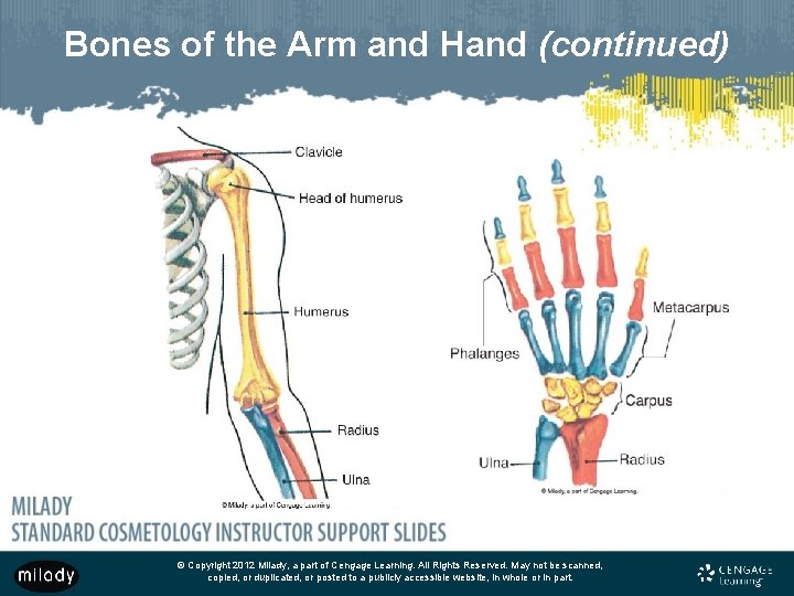 Bones of the Arm and Hand (continued) © Copyright 2012 Milady, a part of