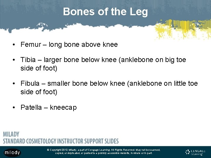 Bones of the Leg • Femur – long bone above knee • Tibia –