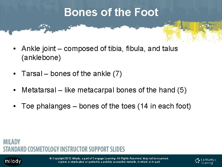 Bones of the Foot • Ankle joint – composed of tibia, fibula, and talus