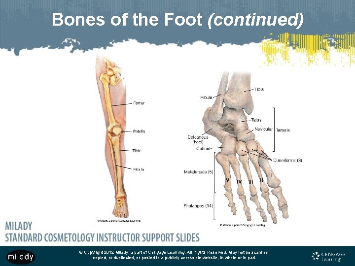 Bones of the Foot (continued) © Copyright 2012 Milady, a part of Cengage Learning.