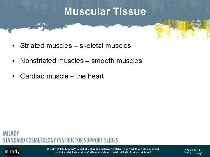 Muscular Tissue • Striated muscles – skeletal muscles • Nonstriated muscles – smooth muscles