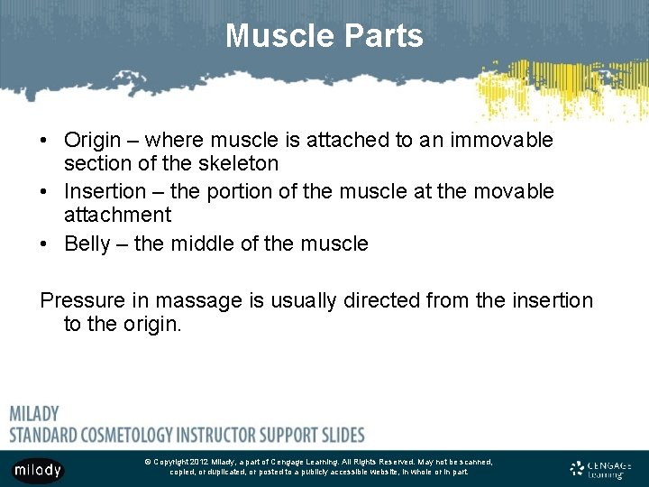 Muscle Parts • Origin – where muscle is attached to an immovable section of