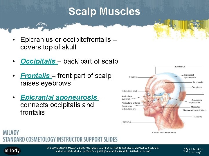Scalp Muscles • Epicranius or occipitofrontalis – covers top of skull • Occipitalis –