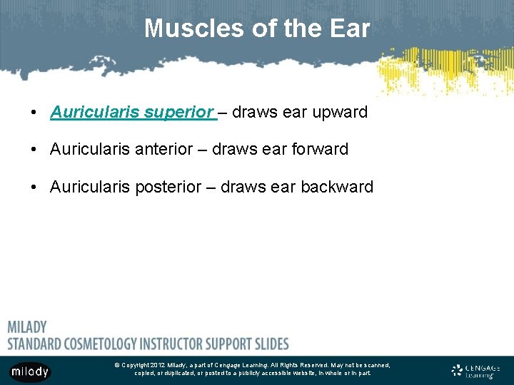 Muscles of the Ear • Auricularis superior – draws ear upward • Auricularis anterior