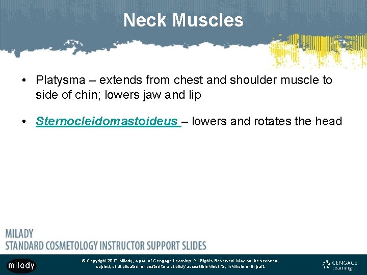 Neck Muscles • Platysma – extends from chest and shoulder muscle to side of