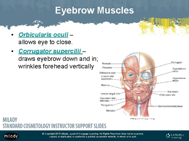 Eyebrow Muscles • Orbicularis oculi – allows eye to close. • Corrugator supercilii –