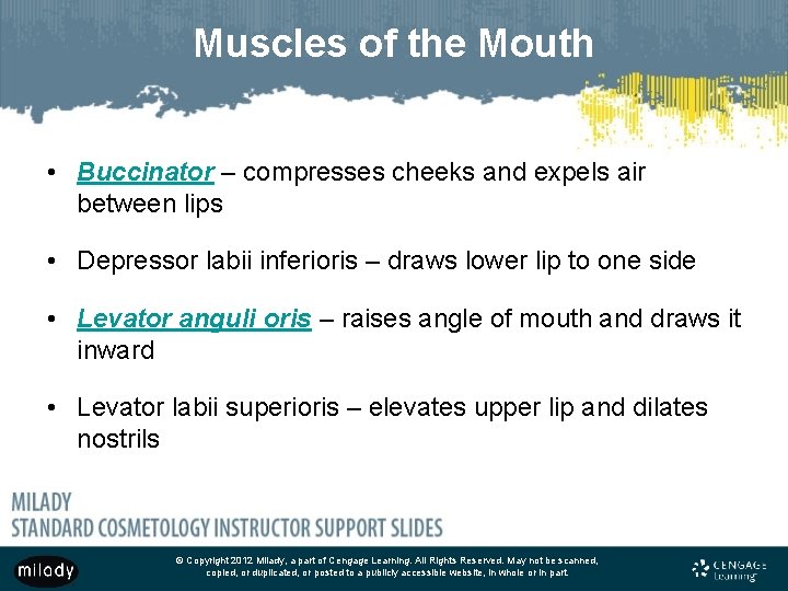 Muscles of the Mouth • Buccinator – compresses cheeks and expels air between lips