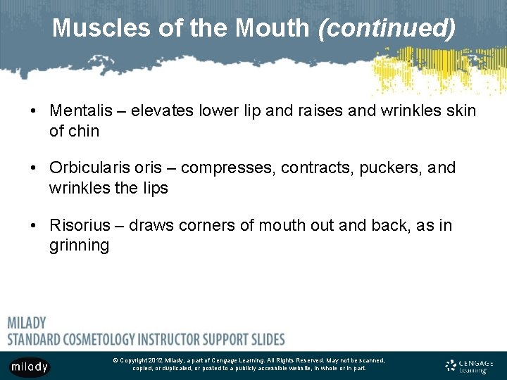 Muscles of the Mouth (continued) • Mentalis – elevates lower lip and raises and