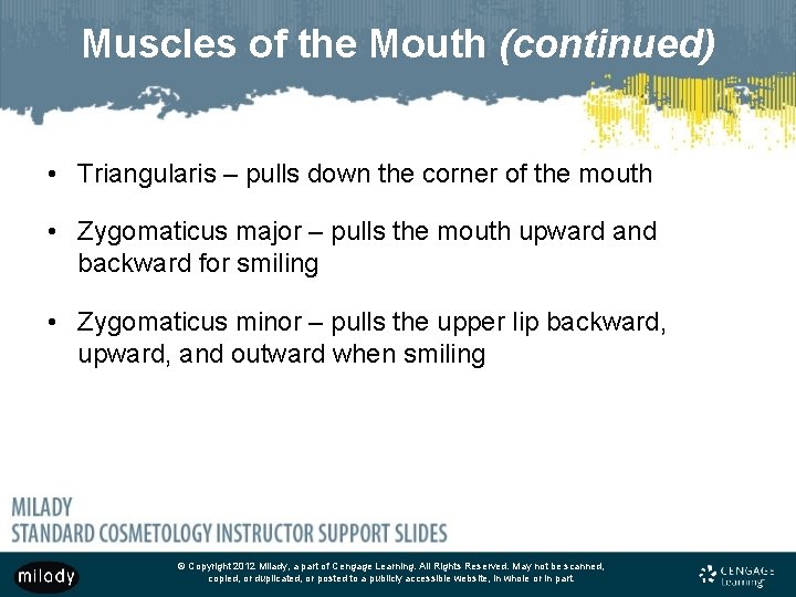 Muscles of the Mouth (continued) • Triangularis – pulls down the corner of the