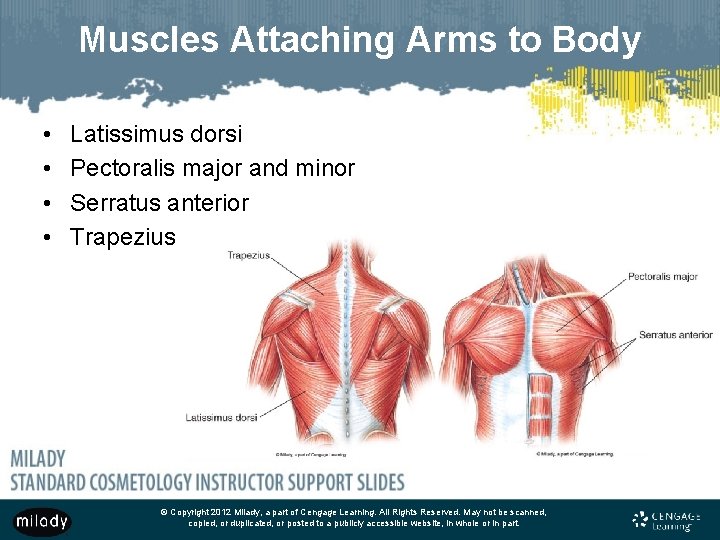 Muscles Attaching Arms to Body • • Latissimus dorsi Pectoralis major and minor Serratus