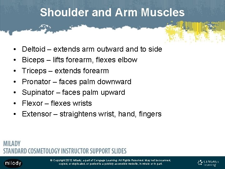 Shoulder and Arm Muscles • • Deltoid – extends arm outward and to side