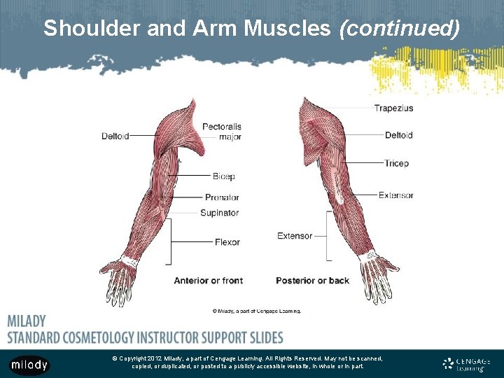 Shoulder and Arm Muscles (continued) © Copyright 2012 Milady, a part of Cengage Learning.