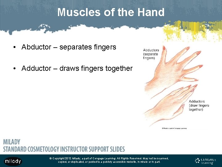 Muscles of the Hand • Abductor – separates fingers • Adductor – draws fingers