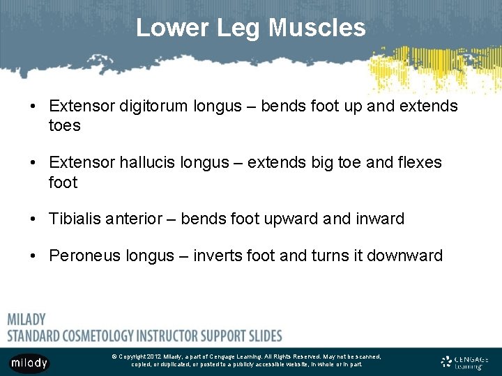 Lower Leg Muscles • Extensor digitorum longus – bends foot up and extends toes