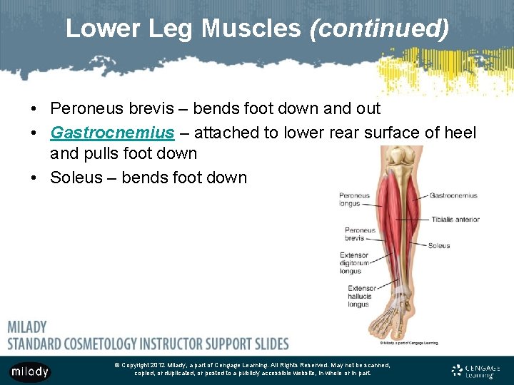 Lower Leg Muscles (continued) • Peroneus brevis – bends foot down and out •