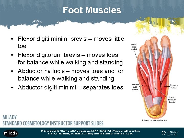 Foot Muscles • Flexor digiti minimi brevis – moves little toe • Flexor digitorum