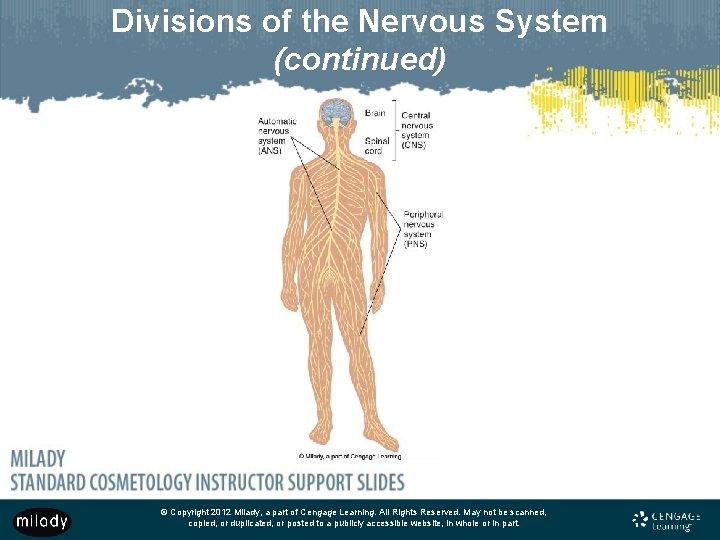 Divisions of the Nervous System (continued) © Copyright 2012 Milady, a part of Cengage