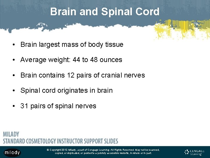 Brain and Spinal Cord • Brain largest mass of body tissue • Average weight: