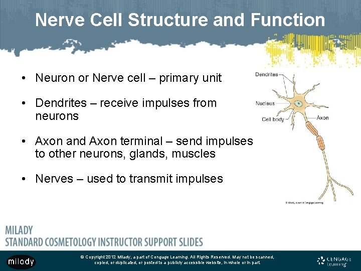 Nerve Cell Structure and Function • Neuron or Nerve cell – primary unit •