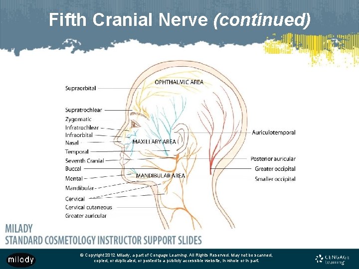 Fifth Cranial Nerve (continued) © Copyright 2012 Milady, a part of Cengage Learning. All