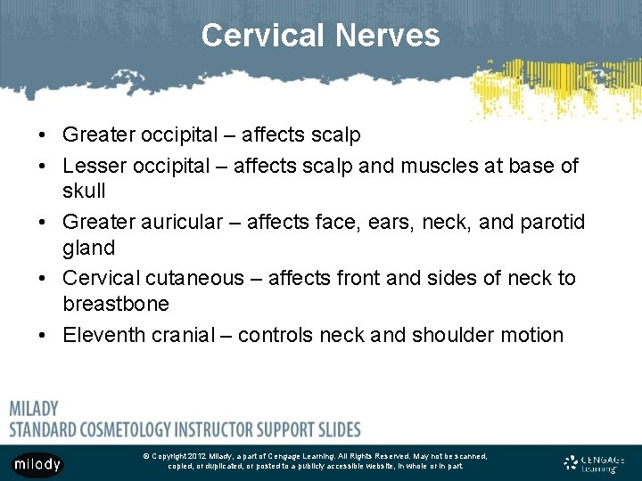 Cervical Nerves • Greater occipital – affects scalp • Lesser occipital – affects scalp