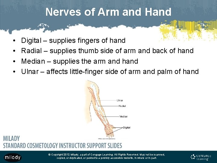 Nerves of Arm and Hand • • Digital – supplies fingers of hand Radial