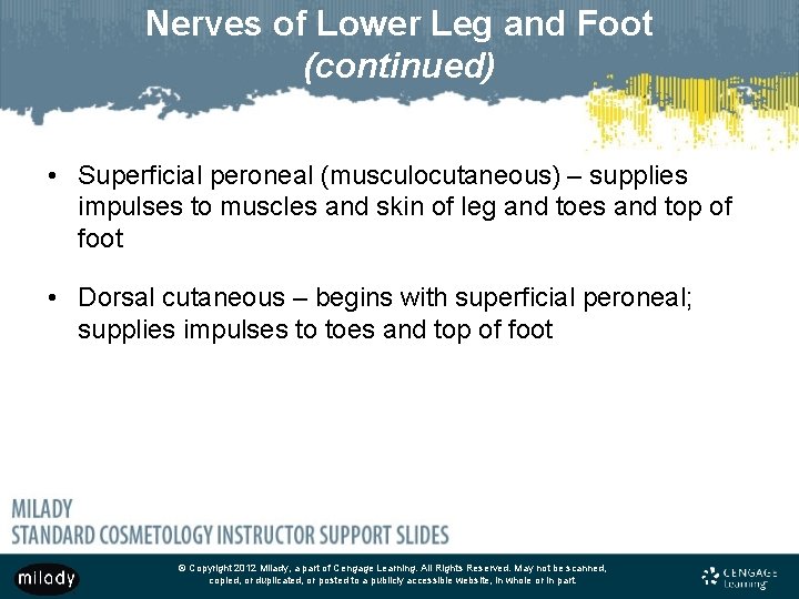 Nerves of Lower Leg and Foot (continued) • Superficial peroneal (musculocutaneous) – supplies impulses