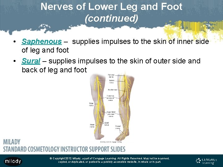 Nerves of Lower Leg and Foot (continued) • Saphenous – supplies impulses to the