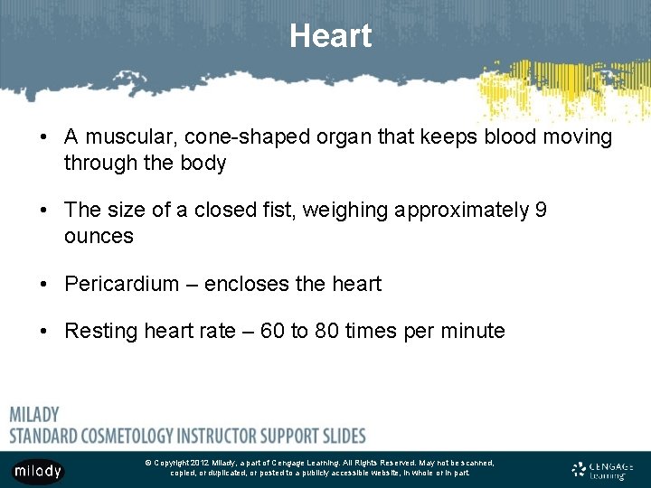 Heart • A muscular, cone-shaped organ that keeps blood moving through the body •